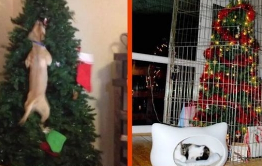 Weihnachten: 15 Hunde und Katzen, die Heiligabend ruinierten